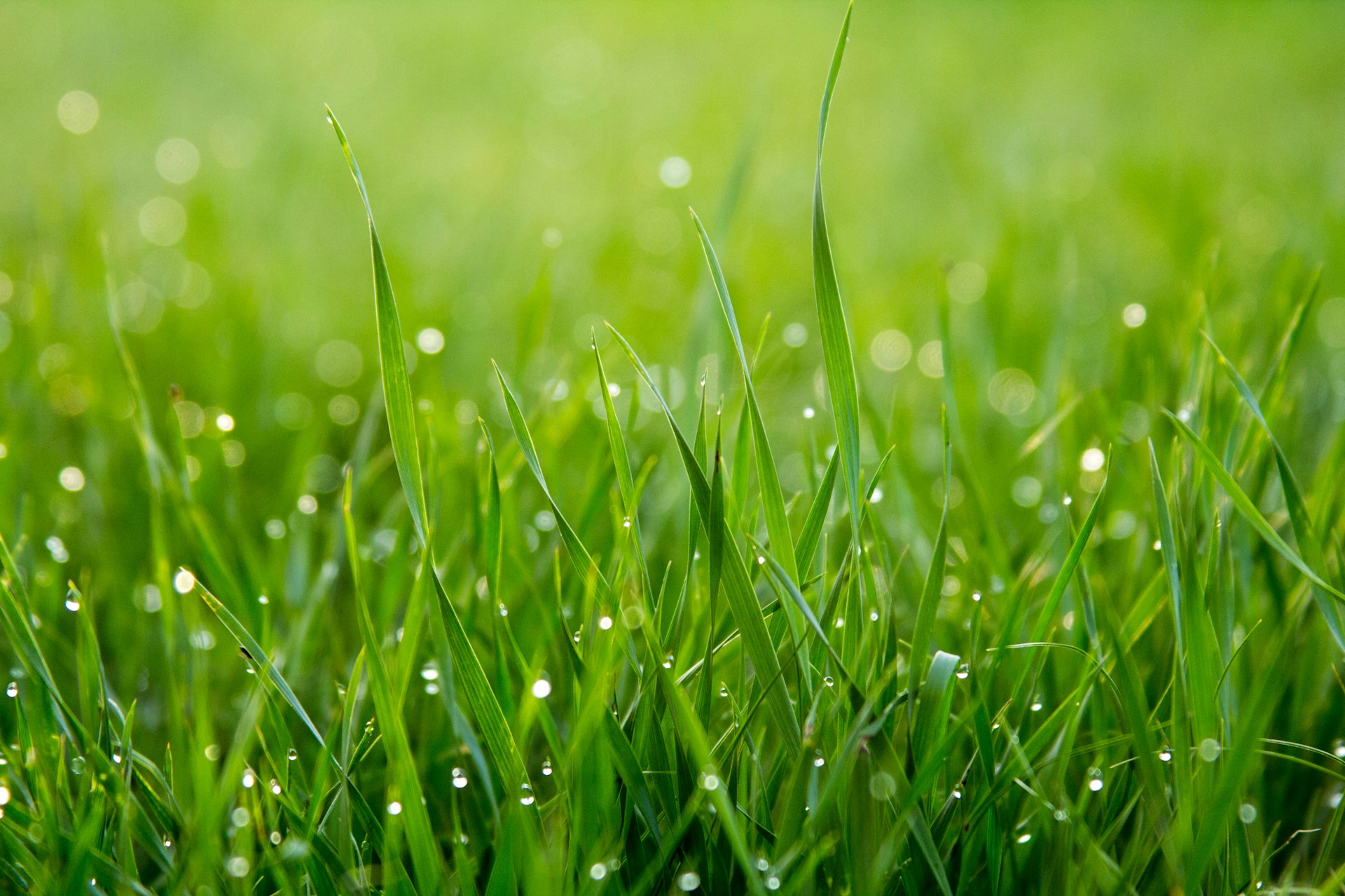 Sattgrünes Gras mit Tautropfen im Morgenlicht