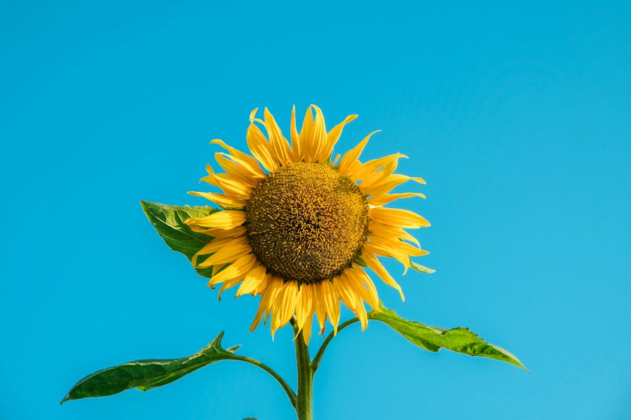 Sonnenblume vor blauem Himmel