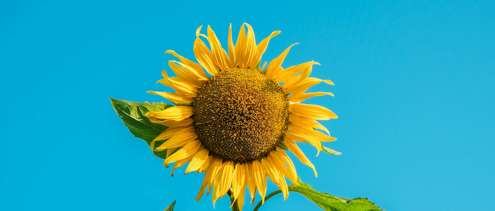 Sonnenblume vor blauem Himmel