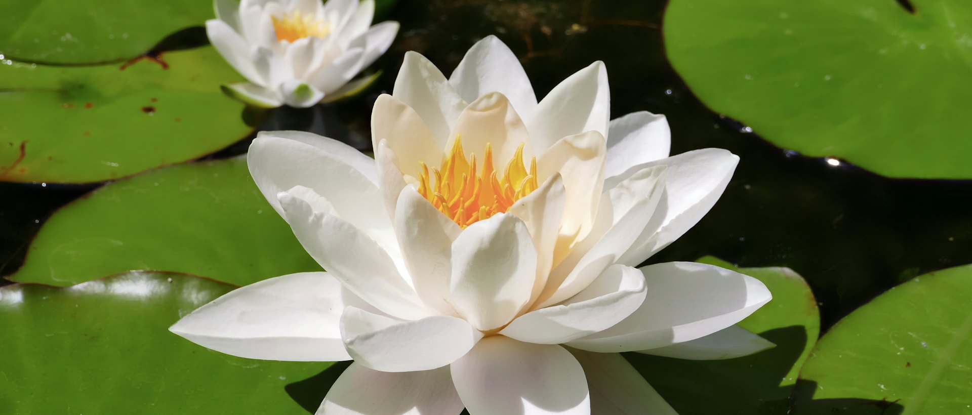 Weiße Seerose