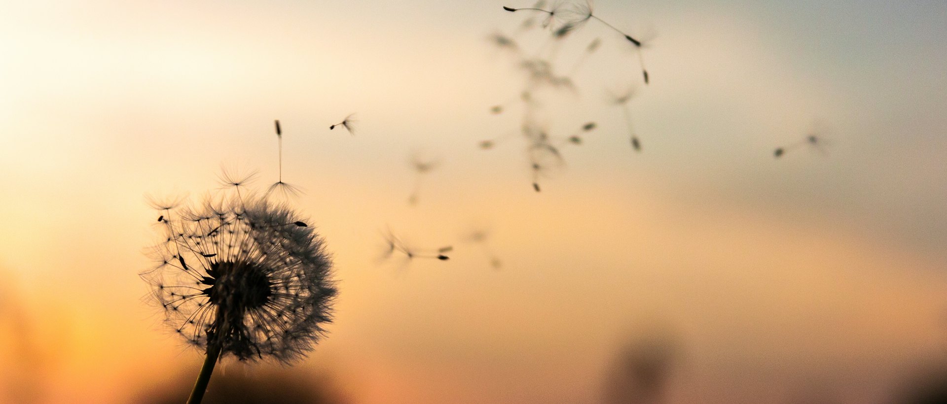 Pusteblume im Abendlicht