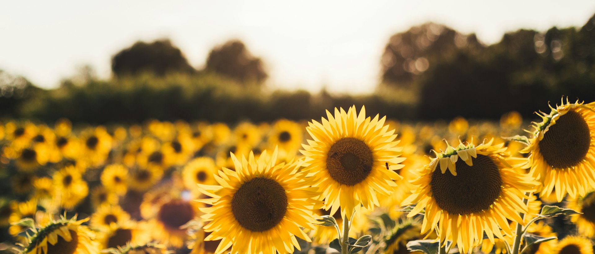 Sonnenblumenfeld